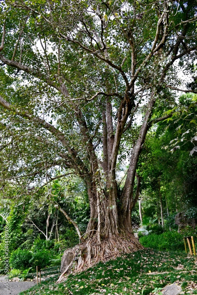 Obraz premium Egzotyczne drzewo tropikalne