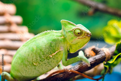 Green chameleon in the wild.
