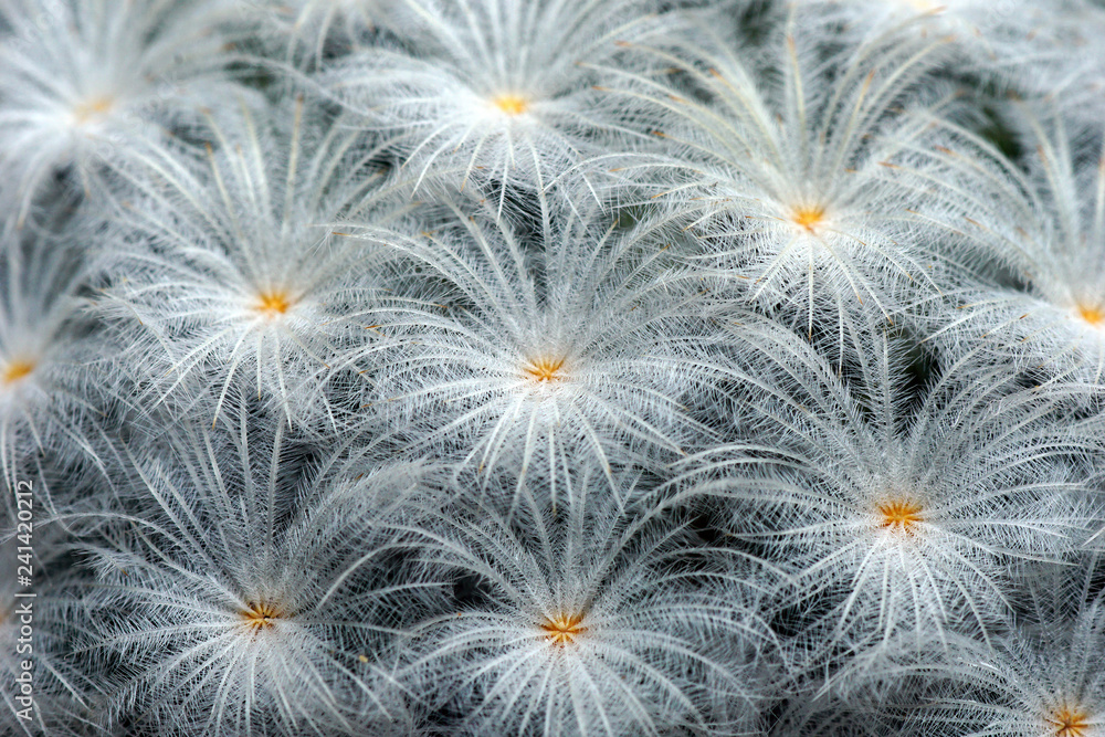 Close up cactus name mammillaria plumosa
