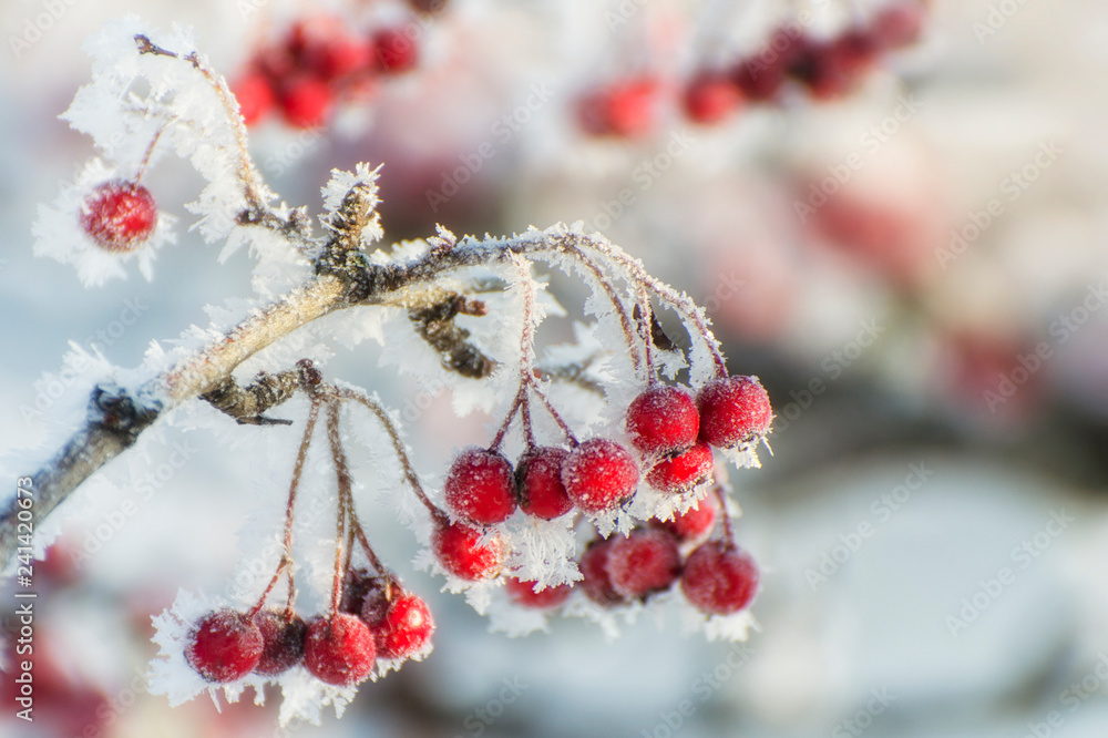 Hawthorn berries covered with frost on a sunny winter day