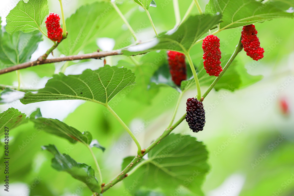 Fresh mulberry, black ripe and red unripe mulberries on the branch of tree. Healthy berry fruit. Fresh mulberry, black ripe and red unripe mulberries on the branch of tree. Healthy berry fruit.