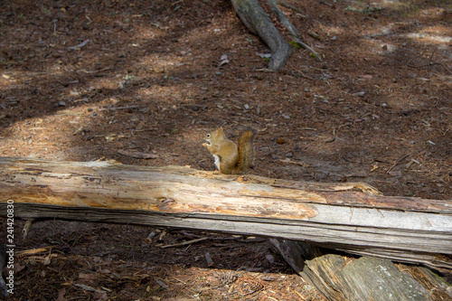 BWCAW photo