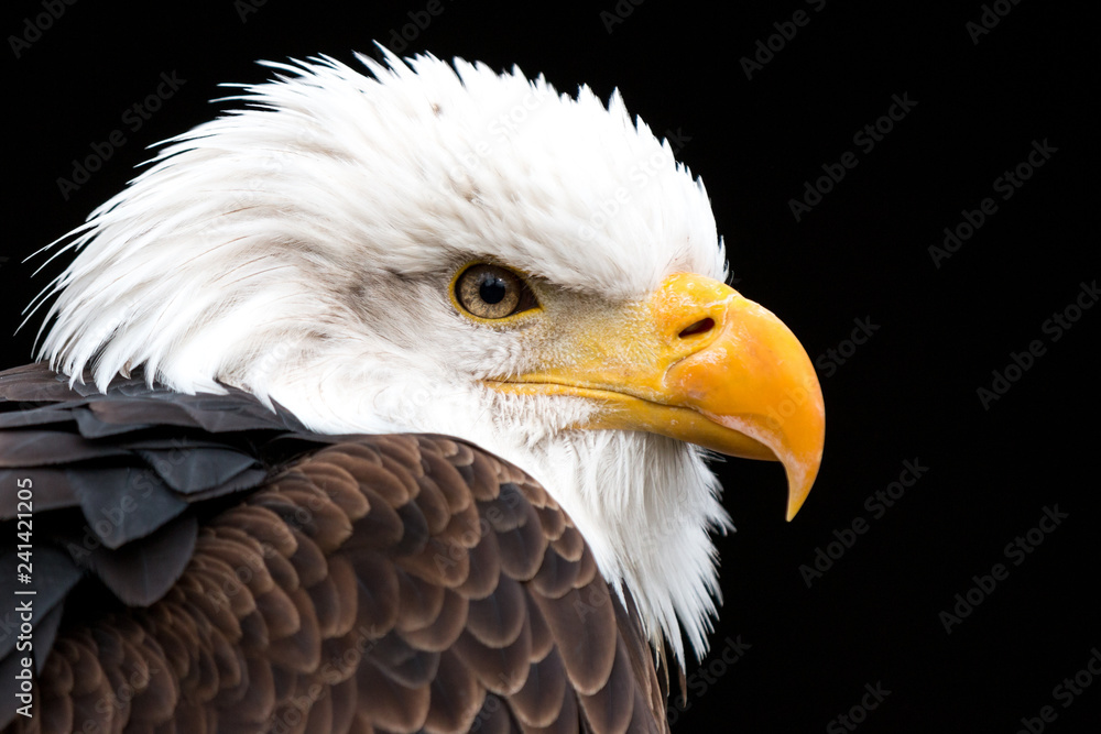 Obraz premium Weißkopfseeadler