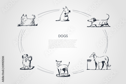 Dogs - different dog breeds walking, eating from bowl, playing with bone, sitting vector concept set