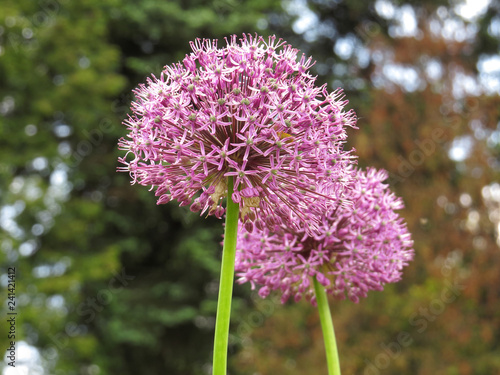 Flower in the garden