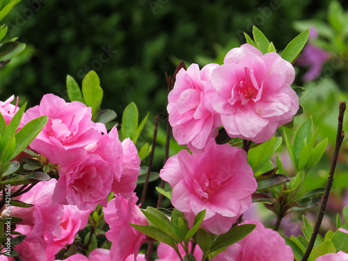 Flowers in garden