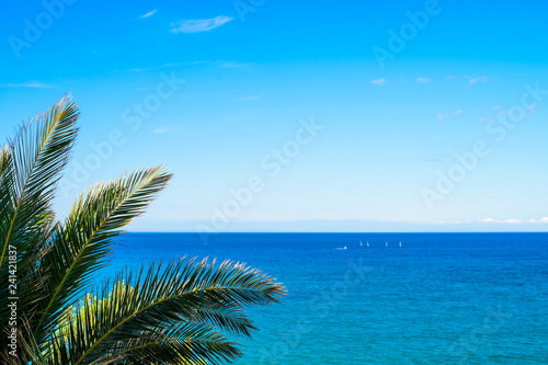 Palm trees against ocean near the sea on the beach against the blue sky