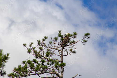 BWCAW photo