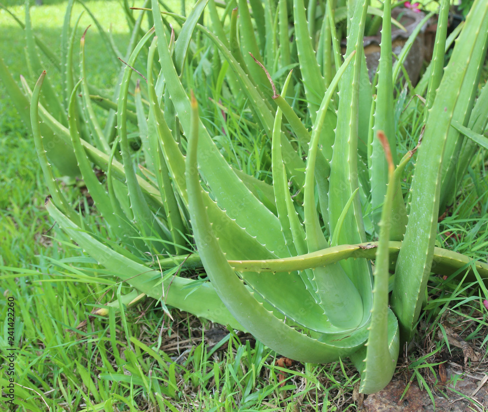 Obraz premium Aloe vera is tropical green plants tolerate hot weather.
