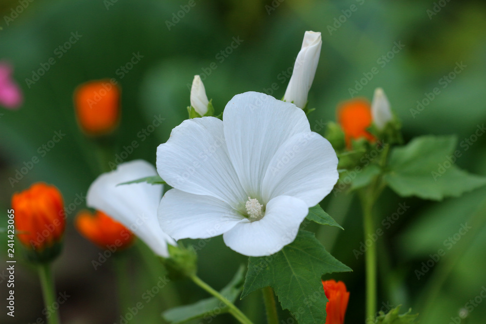 Fototapeta premium Flower in the garden