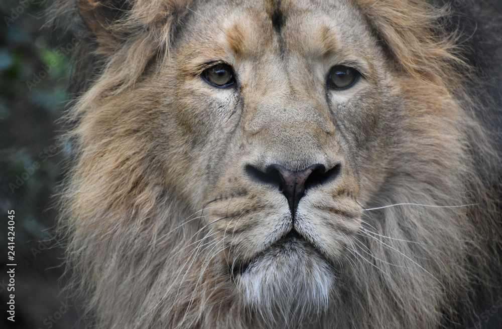 Male Adriatic lion portrait close up face and head