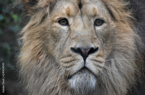 Male Adriatic lion portrait close up face and head photo