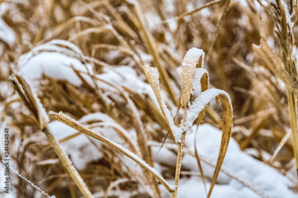 Fototapeta premium Dry grass covered with snow in the forest.