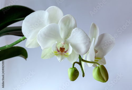 Three white orchids and two buds