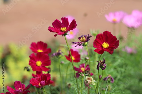 Colorful cosmos flowers in garden.