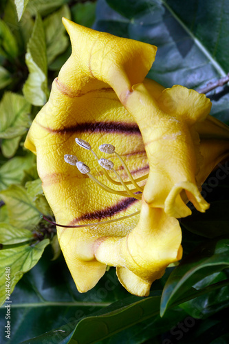 Blüte des Goldkelch ( Solandra maxima) photo