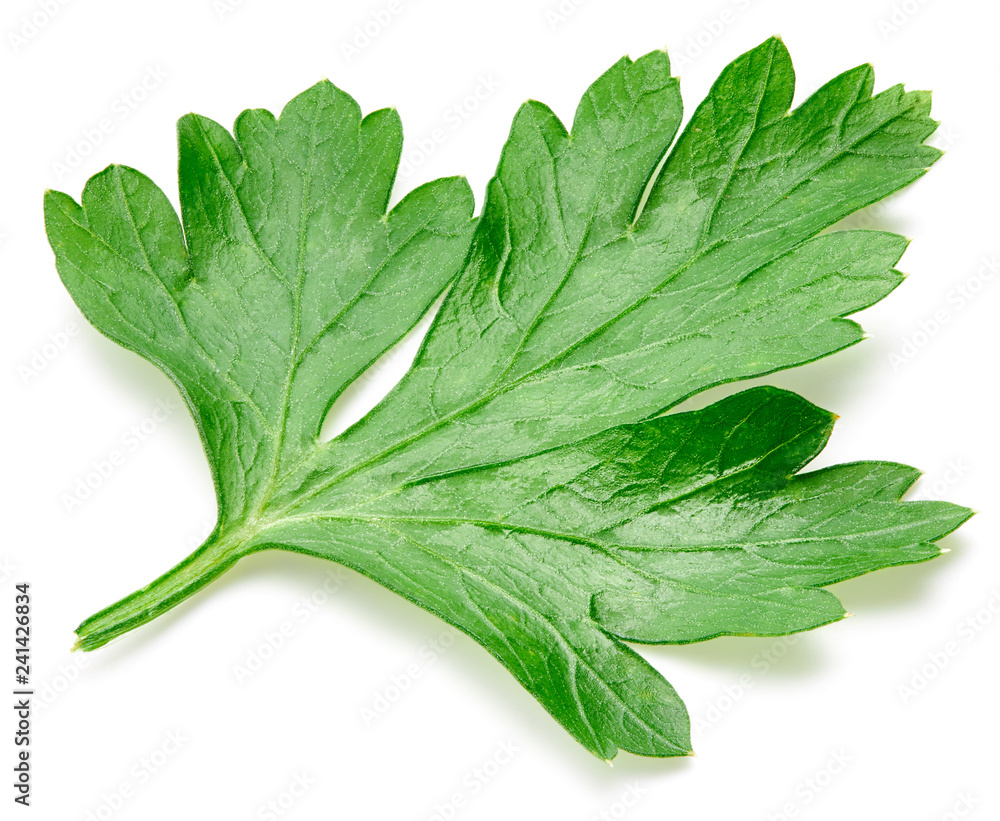 Parsley isolated on white Parsley isolated on white