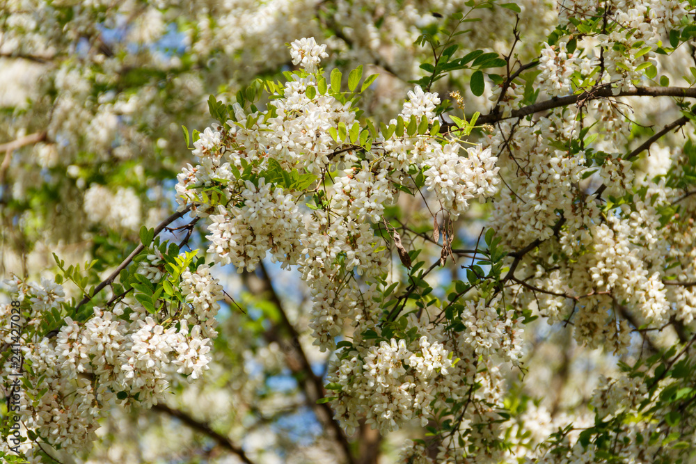 White acacia flower closeup (Robinia pseudoacacia). Acacia tree bloom White acacia flower closeup (Robinia pseudoacacia). Acacia tree bloom