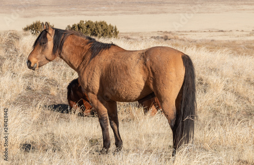 Wild Horses in the Utah Desert in Winter © equigini
