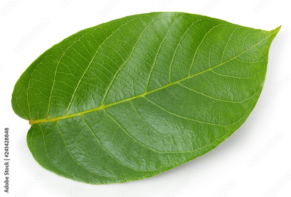 Obraz premium Walnuts leaf isolated on white