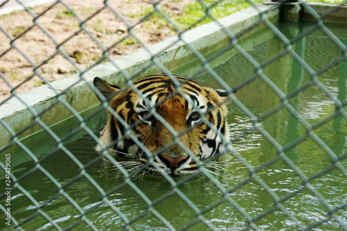 Eye of the tiger, mirada del tigre enjaulado