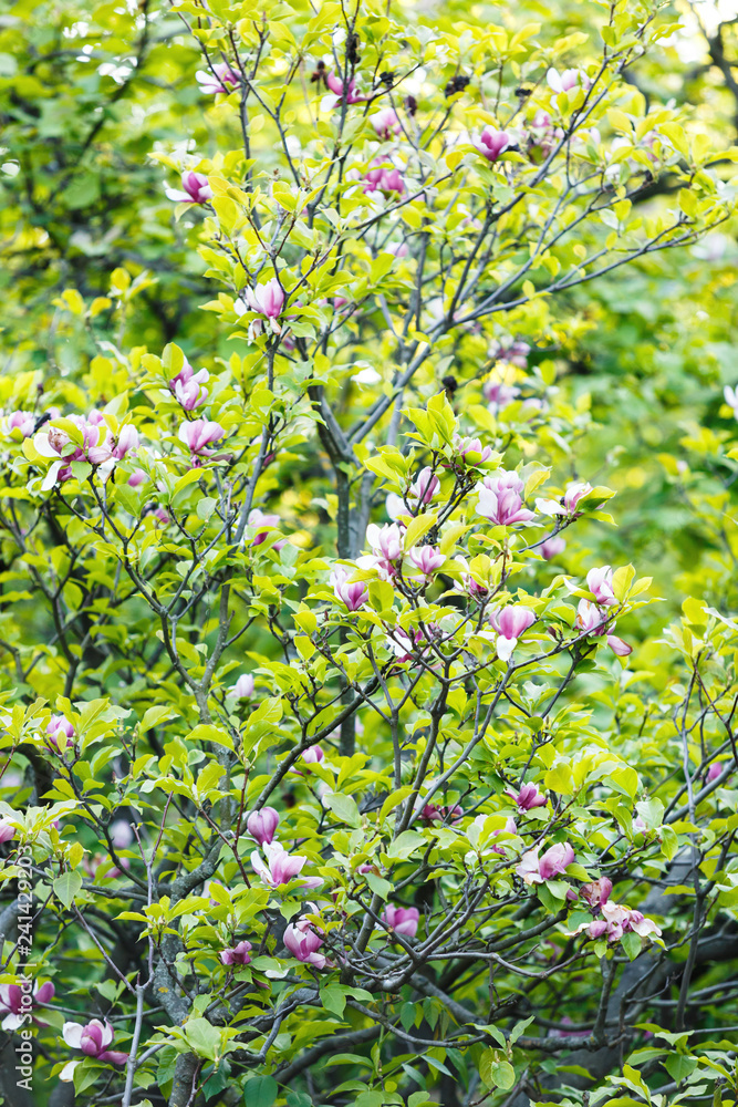 Flowering Magnolia tree. Chinese Magnolia blossom with violet and white tulip-shaped flowers. Beautiful and tender blossomed magnolia branches Spring background, nature