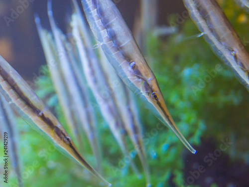 A group of color razorfish in a clear water fish tank. photo
