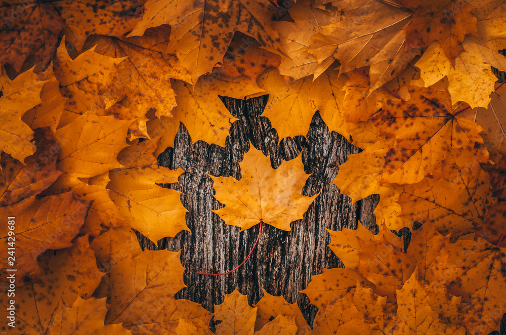 Naklejka premium Autumn background with yellow colored maple leaves on wooden board in the middle of fall time