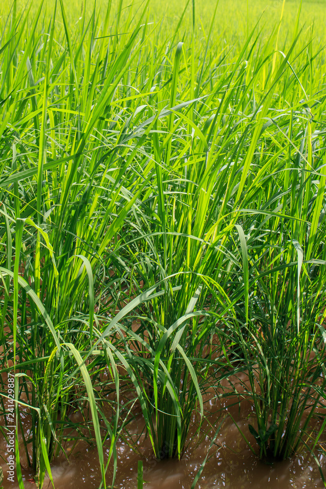 Obraz premium Green paddy rice in the field, Rice grains tree in Chiang Mai Thailand