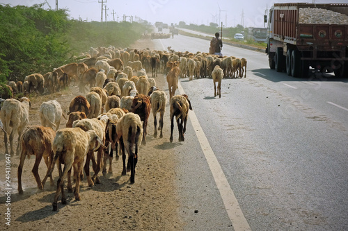 Goats and sheep being herded along the state highway near Bhuj in Gujarat, India. The movement of livestock along main roads is commonplace locally 