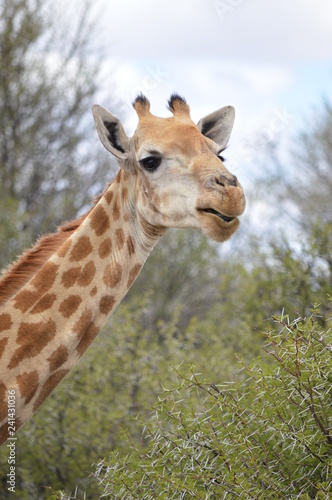 Giraffe close-up © Kerstin