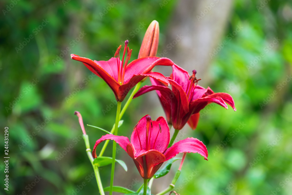 three red lilies flowers in spring. The green garden as a background. three red lilies flowers in spring. The green garden as a background.
