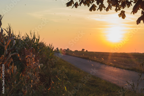 Fototapeta Naklejka Na Ścianę i Meble -  ein Schwarm Eintagsfliegen beim Hochzeits Tanz neben einem Maisfeld an einem Sommertag zum Sonnenuntergang. Im Hintergrund ein Feld und ein Weg in Herbst Farben.