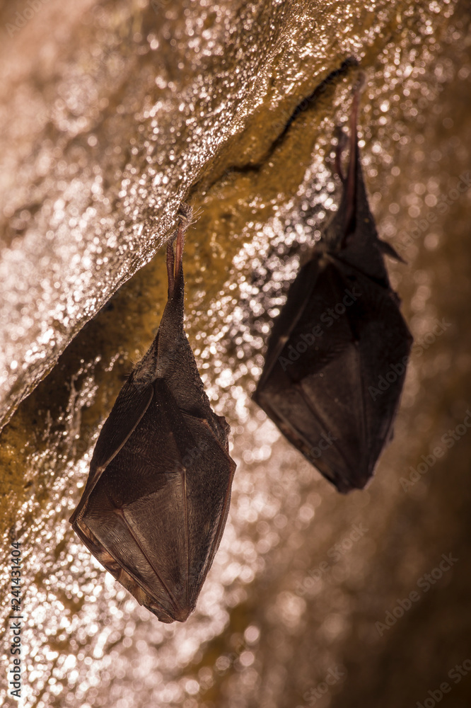 Close up small sleeping horseshoe bat covered by wings, hanging upside down on top of cold natural rock cave while hibernating. Creative wildlife photography. Creatively illuminated blurry background.