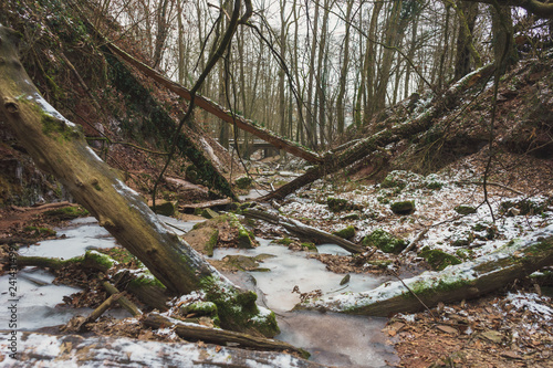 An icy Winter Forest. Trees and leaves are everywhere. There is Snow here and there in a dreary Gorge