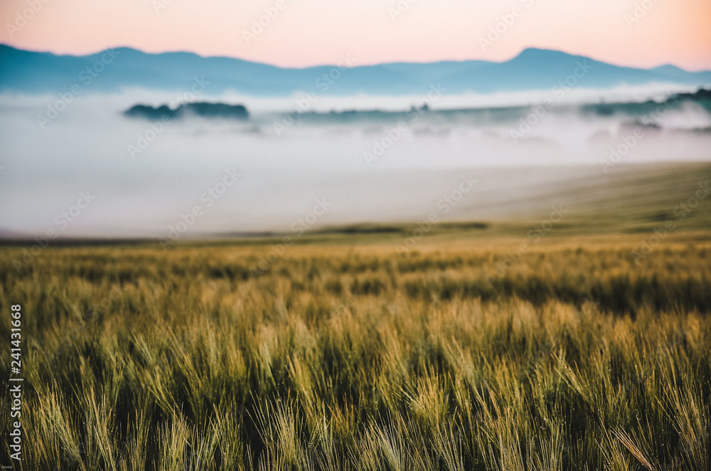Landscape in the morning with mist and sunrise light. Nice rural summer scenery Landscape in the morning with mist and sunrise light. Nice rural summer scenery