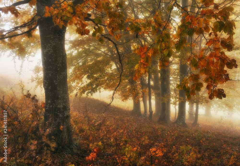 foggy morning in the autumn forest. scenic fog in the forest