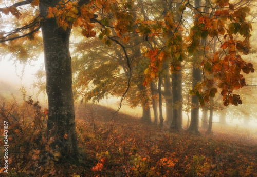 foggy morning in the autumn forest. scenic fog in the forest