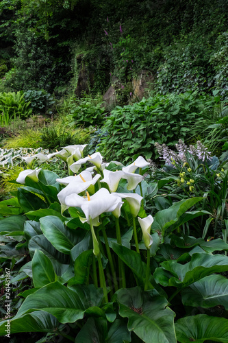 Zantedeschia aethiopica, the beautiful arum lily, also known as calla lily growing in a woodland garden