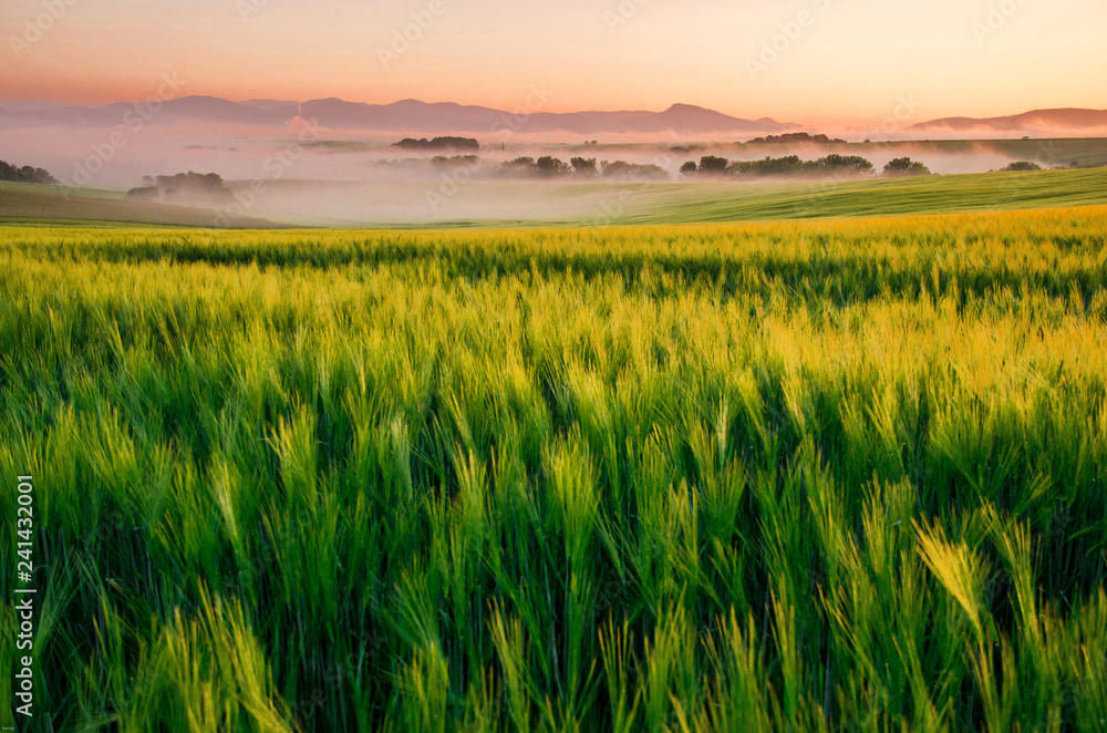 Landscape in the morning with mist and sunrise light. Nice rural summer scenery Landscape in the morning with mist and sunrise light. Nice rural summer scenery