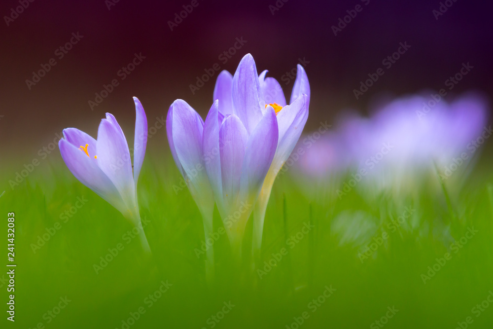 soft spring soft spring
