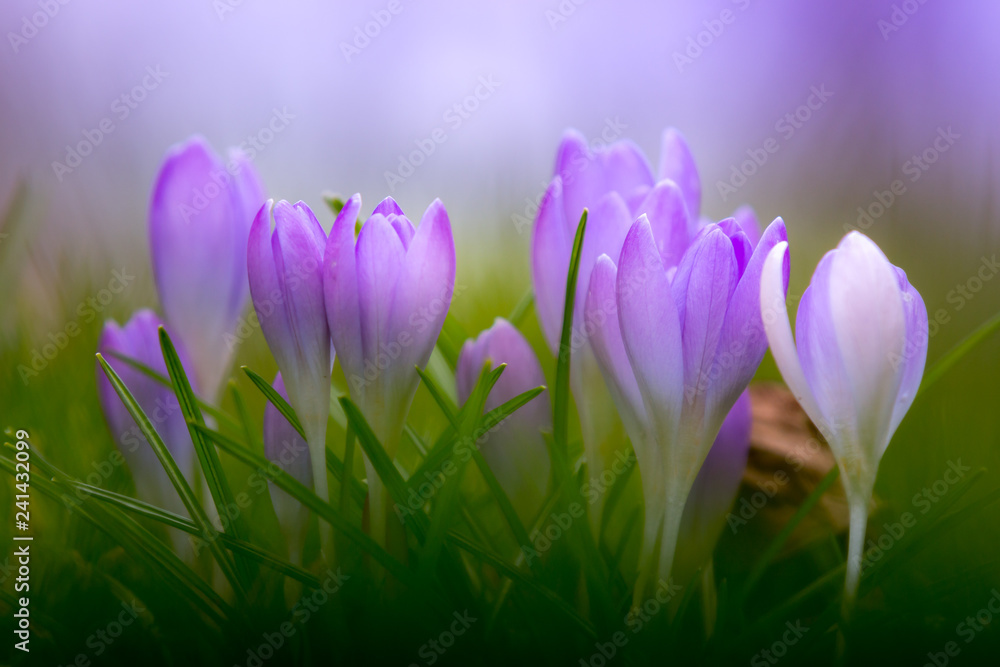 violet spring violet spring