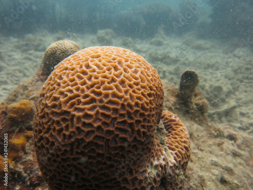 Coral that found at coral reef area at Tioman island, Malaysia