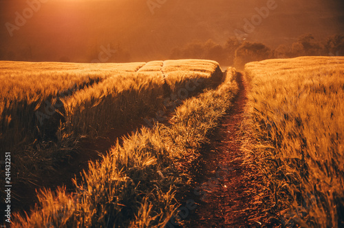 Road in agricultural rye field during calm summer sunset. Original morning scenery © kovop58