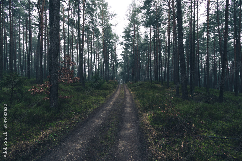 forest forest