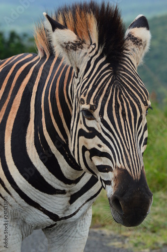 Beautiful Zebra Close-Up
