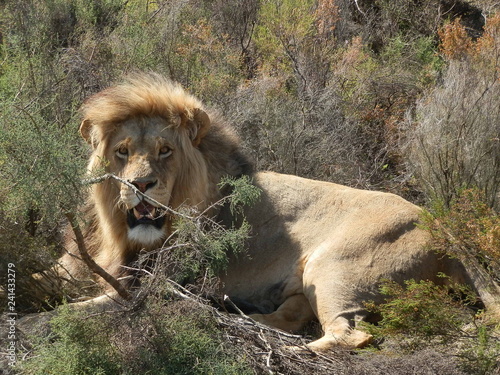 Lion in African Savannah