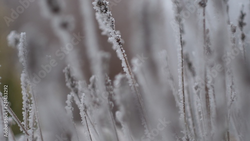 Frozen grass © Milos