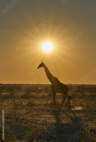 Giraffe Sonnenuntergang Namibia Etosha