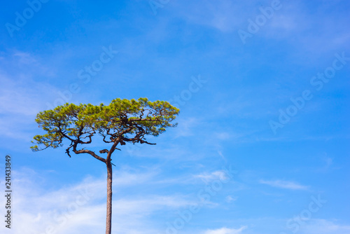Single tree on a beautiful blue sky background